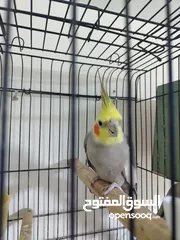  3 جوز ببغاء كوكتيل شغال جوز الطيره اجنبيه ختم اجنبي والفحل بلدي بالصلاه على النبي مع قفص كاسكو