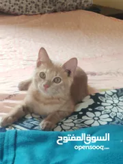  2 قط هجين شيرازي