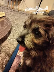  1 كلب زينه للبيع لعوب ومطيع وأليف ومعاه اغراض