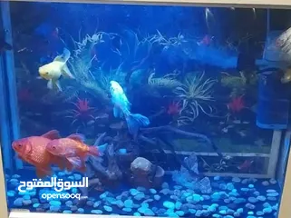  3 سمك جولد فيش حجم كبير للبيع او للبدل على سمك مفترس