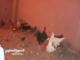  6 السلام عليكم،دجاج بلدي بياض للبيع،عمر سنه سعر الحبه 8 دنانير، صحه ونظافه،الموقع جرش دير الليات،