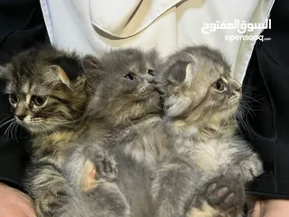  1 قطط سكوتش فولد مكس للبيع عدد 2 ذكر 1 انثى