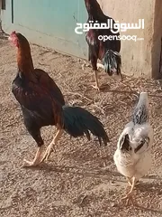  6 دجاج باكستاني