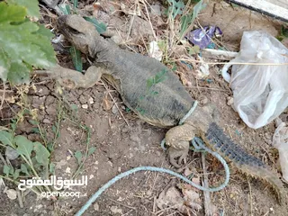  14 حيوان الضب (ضب) للبيع في بلدة البويضة