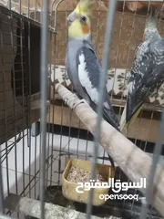  1 جوز كوكتيل شغالات بالصلاة على النبي مطلوب فيهم 40