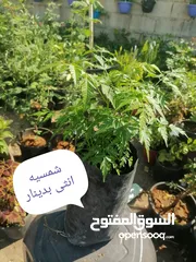  6 اشتال للبيع يتوفر اشتال منوعه وجميله