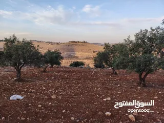  20 مزرعة لقطة مميزة مشجرة جرش دحل مساحة 3دونمات ونصف