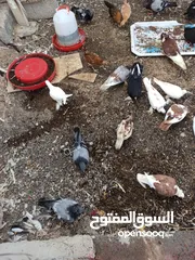  3 حمام الزوج 