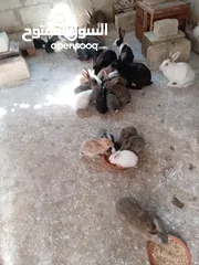  6 ارانب هجين خمس امهات وذكر مع مواليد منهم على وجه شغل العدد كامل خمسين