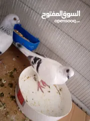  2 حمام للبيع