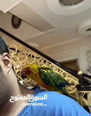  2 ببغاء صن كنيور