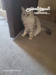  10 قطط شانشبلا للبيع