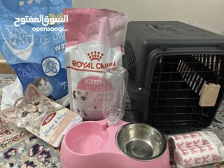  7 قط واغراضه للبيع