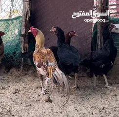  4 ديك دجاج باكستاني