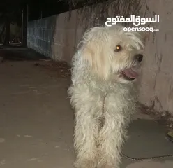  3 كلب مالتيز