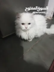  1 قطة شيرازي