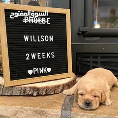  25 جولدن ريتريفر بريطاني آصلي  Golden retriever pure اعلى مستوى في الشرق الاوسط