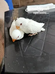  3 فراخ روز البينو بيور عين حمرا