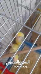  8 جوز روز منتج حجم و صحه و نظافه و ريش