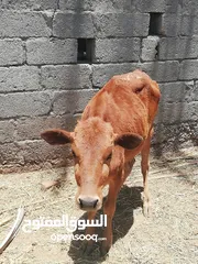  2 بقره عشار عمانية وبناتها