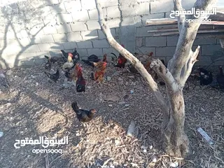  1 يتوفر لدينا جاج بلدي نخب اول  قابل للمفاوضة على الكوم