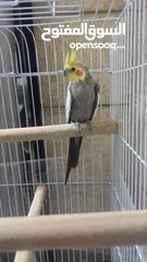  2 ذكر كوكتيل عمره سنه ونص .. شوف الوصف