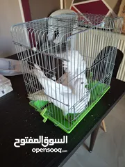  5 جوز حمام ملوكي للبيع