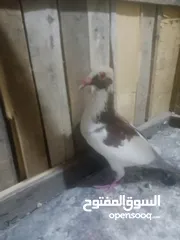  3 كار فحل البيع