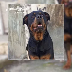  1 كلب للبيع او للبدل بسعر حرق.اقرأ الوصف..روت وايلر ذكر