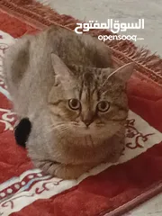 4 قط للتبني لطيف للتزاوج