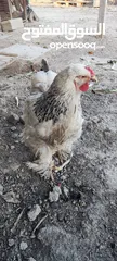 3 دجاج براهما للبيع