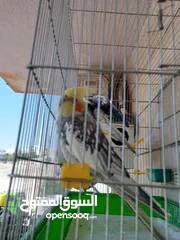  19 ببغاء كوكتيل ذكر وانثى مع قفص