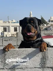  4 Rottweiler 4sale روت وايلر للبيع