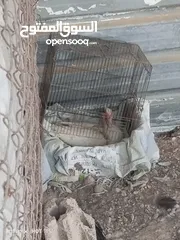  5 جاج وبط وحبش وفرعوني