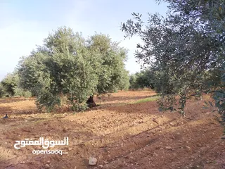  11 مزرعة زيتون ملوكية اطلالة ع الغرب و جبال فلسطين ع ثلاث شوراع قرب شارع الستين ثغرة السلطان