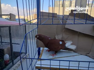  12 حمام بلدي وانواع اخره   بحاله ممتازة شغالات 14جوز وهاي بعض الصور