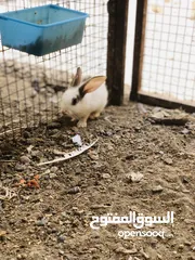  3 ارانب للبيع او للبدل تابع الوصف مهم !!