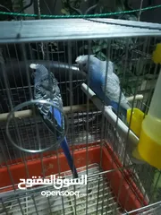  8 كوم عصافير للبيع