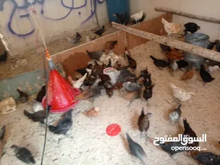  4 فراخ بلدي عمر شهرين واسبوع مطعمات جميع التطعيمات صحه ونظافة وحجم