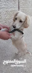  4 كلب كوكر سبانييل انثى عمرها 6أشهر لعوبة ذكية كيووووت لونها كابتشينو حلوووو حجم ميني للبيع