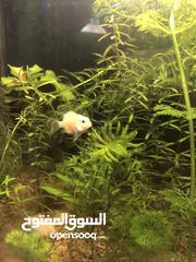  1 Polar white parrot fish