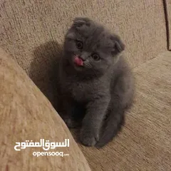  3 Scottish fold female kitten سكوتش فولد انثى