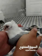  3 طيره اسطنبوليه بصلى على نبي