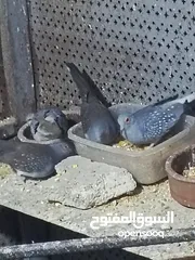  8 حمام ماسي أو ملوكي + كريم أبيض