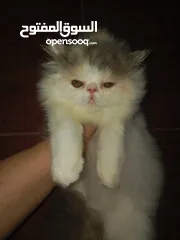  5 بنوته هارليكان بلاك + وايت بنوته ڤان بلو  بنوته كاليكو ڤان  بنوته كاليكو دايلوت  ولد كريم وايت