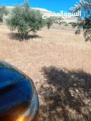  4 ارض للبيع في المفرق عين والمعمريه