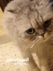  12 قطه هملايا انثى