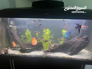  1 حوض سمك Aquarium