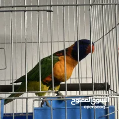  2 ببغاء لوري اليف  Cute Lori parrot