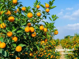  8 اشجار مثمره